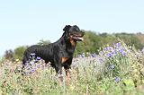 BEAUCERON 165